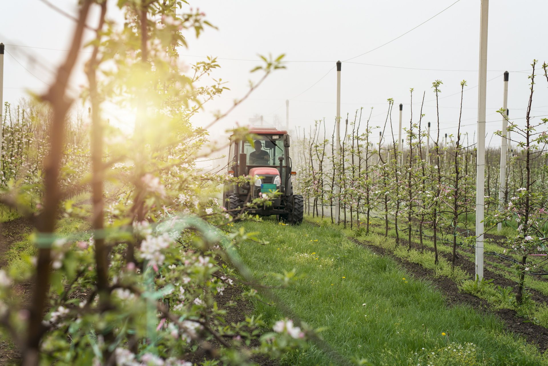 tractor-machine-driving-through-orchard-aisle-spraying-apple-trees.jpg